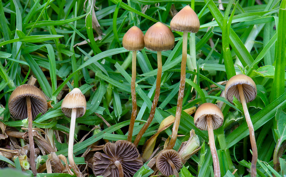 Does psilocybin really provide long-term relief from depression, as new study suggests?